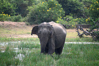 Yala National Park