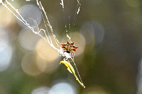 Spinybacked Orbweaver Gasteracantha cancriformis