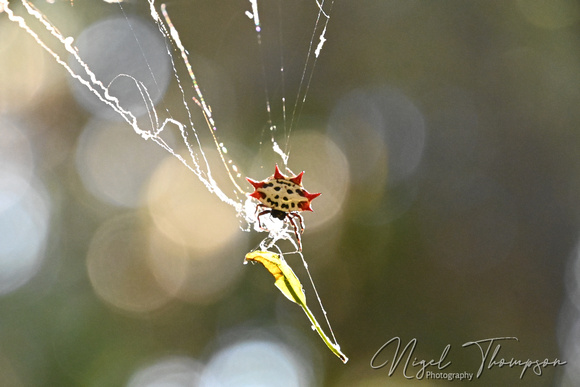 Spinybacked Orbweaver Gasteracantha cancriformis