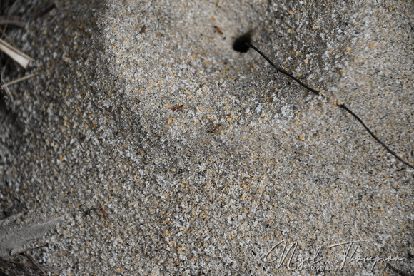 Pyramid Ants Genus Dorymyrmex