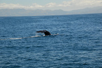 Kaikoura