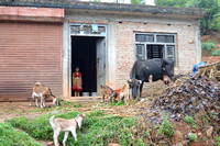 Family life, Panatui